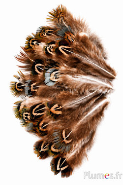 Fagiano dorato - 5-8 cm - menta naturale